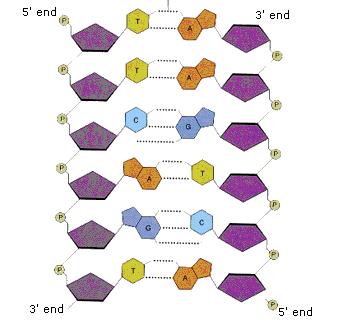 koenzima, heterozida) ili prekursori nekih drugih