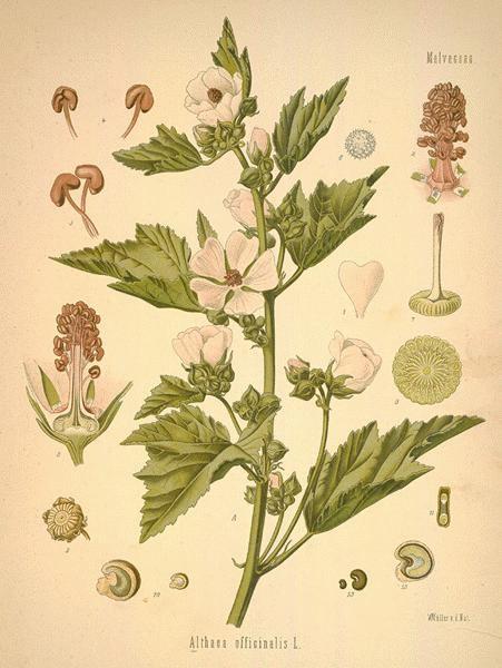 SLUZNE DROGE Althaeae radix; A. folium koren i list belog sleza Biljka: višegodišnja zeljasta biljka. Koren snažan i razgranat.
