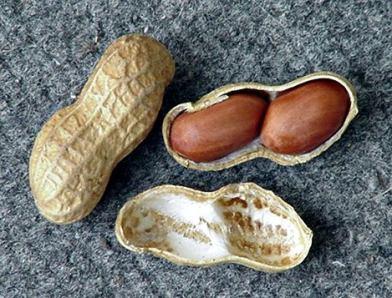 Ulje kajsije Dobija se iz semena kajsije (Prunus armeniaca, Amygdalaceae). Po sastavu slično bademovom ulju.
