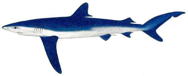O Hexanchus griseus είναι είδος καρχαρία που ζει σε όλους τους ωκεανούς καθώς και σε µεγάλα βάθη, αφού σπάνια βρίσκεται πάνω από τα 100 µέτρα, και έχει βρεθεί µέχρι τα 1000 µέτρα.