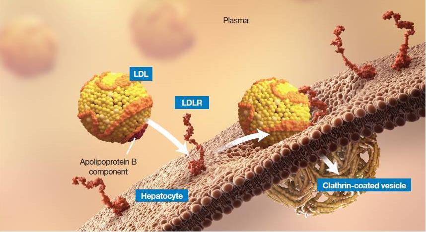 Hepatic LDLR Plays a Central Role in Cholesterol Homeostasis 1. Brown MS, Goldstein JL. Proc Natl Acad Sci U S A. 1979;76:3330-3337. 2.