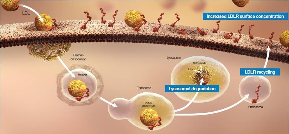 Recycling of LDLR Enables Efficient Clearance of LDL Particles Increased LDL-R surface concentration Lysosomal degradation LDL-R recycling 1. Brown MS, Goldstein JL.