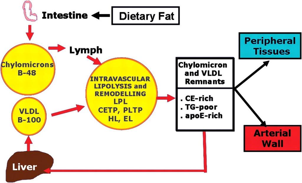 Upon entry into the circulation, chylomicrons (containing apo B-48) produced by the small intestine, and VLDL (containing apo B-100) produced by the liver undergo LPL mediated lipolysis mainly in