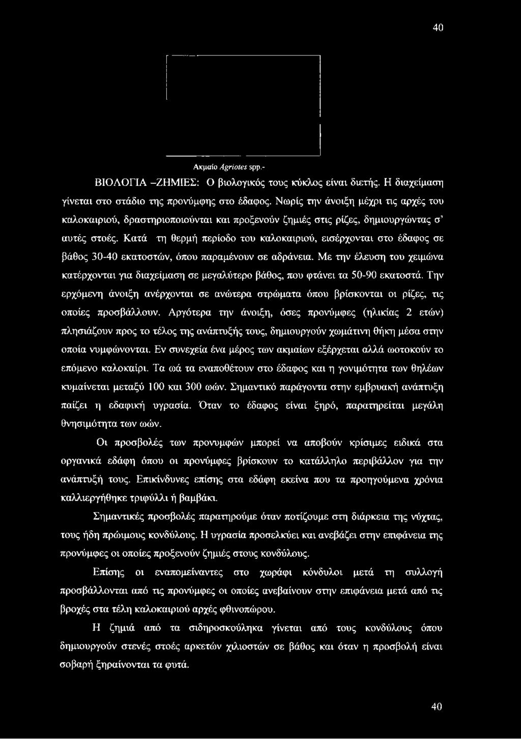 Κατά τη θερμή περίοδο του καλοκαιριού, εισέρχονται στο έδαφος σε βάθος 30-40 εκατοστών, όπου παραμένουν σε αδράνεια.