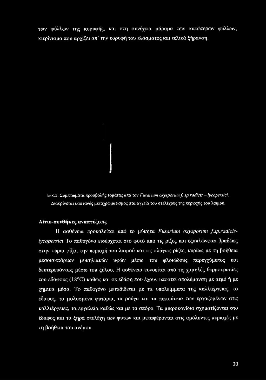 των φύλλων της κορυφής, και στη συνέχεια μάραμα των κατώτερων φύλλων, κιτρίνισμα που αρχίζει απ την κορυφή του ελάσματος και τελικά ξήρανση. Εικ.5.