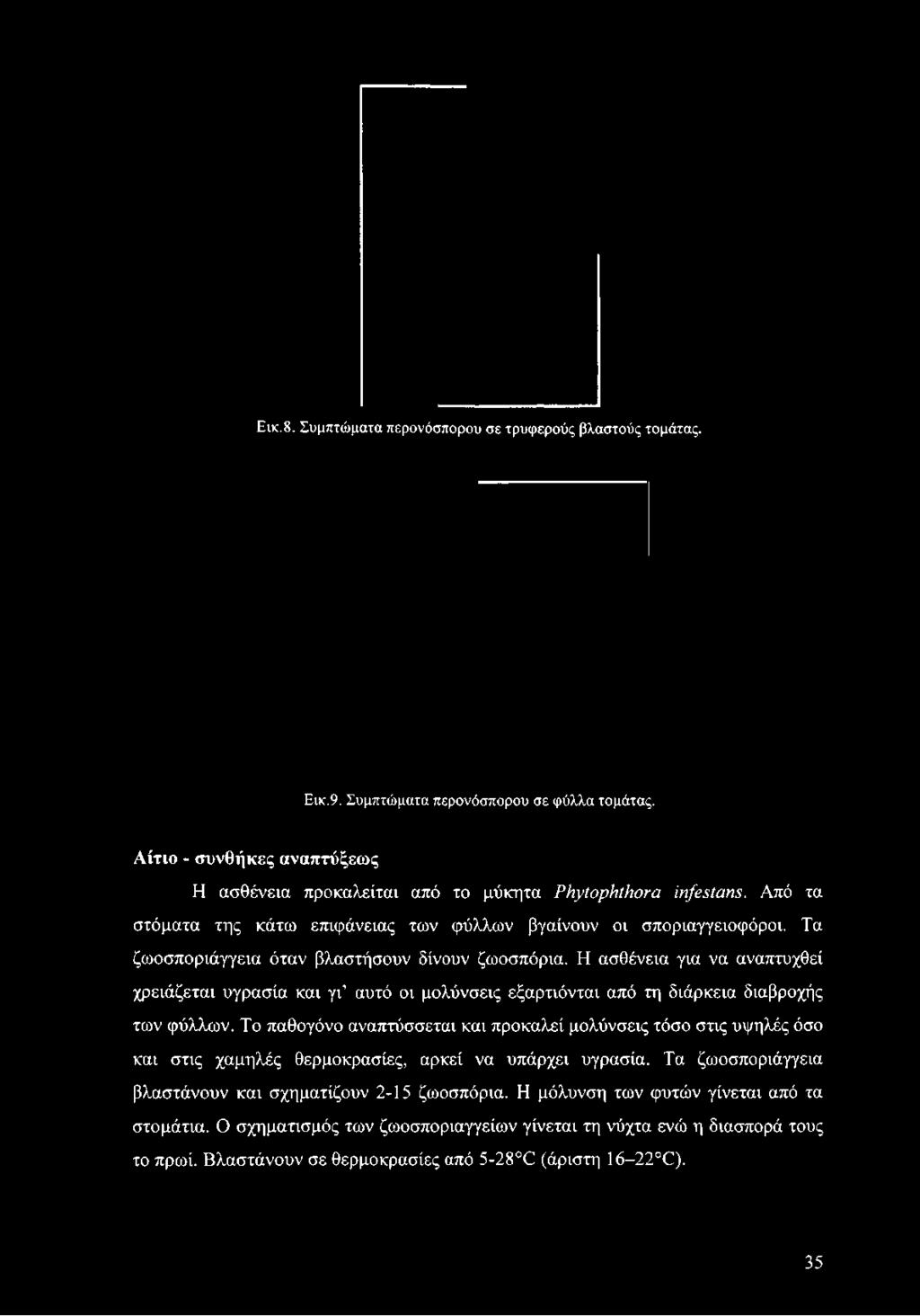 Ενκ.8. Συμπτώματα περονόσπορου σε τρυφερούς βλαστούς τομάτας. Εικ.9. Συμπτώματα περονόσπορου σε φύλλα τομάτας.