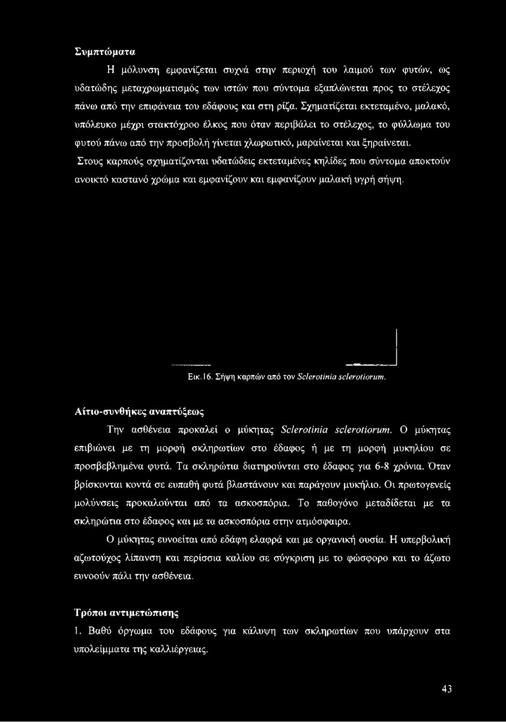 Στους καρπούς σχηματίζονται υδατώδεις εκτεταμένες κηλίδες που σύντομα αποκτούν ανοικτό καστανό χρώμα και εμφανίζουν και εμφανίζουν μαλακή υγρή σήψη. Εικ. 16.