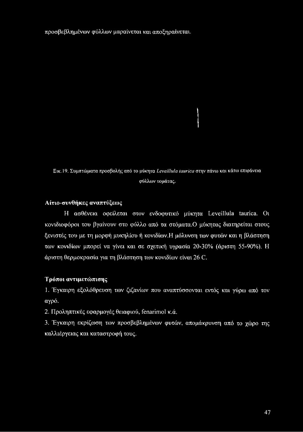 Αίτιο-συνθήκες αναπτύξεως Η ασθένεια οφείλεται στον ενδοφυτικό μύκητα Leveillula táurica.