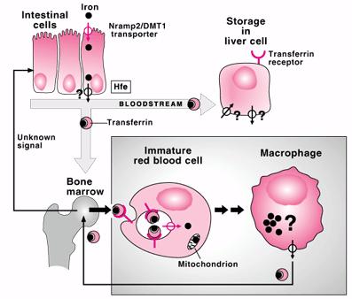 Σιδηροπενική αναιμία Αύξηση του DMT στα κύτταρα του πλακούντα