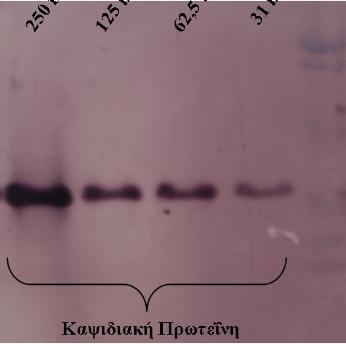 Κεφ. 3. Μοριακός χαρακτηρισμός των νέων ampelo-ιών στην αραίωση 1/2000 (Εικ. 3.12). Μια ζώνη μεγέθους ca. 37 kda, ανιχνεύτηκε σταθερά σε όλα τα εκχυλίσματα των μολυσμένων από τον GLRaV-Pr φυτών (Εικ.