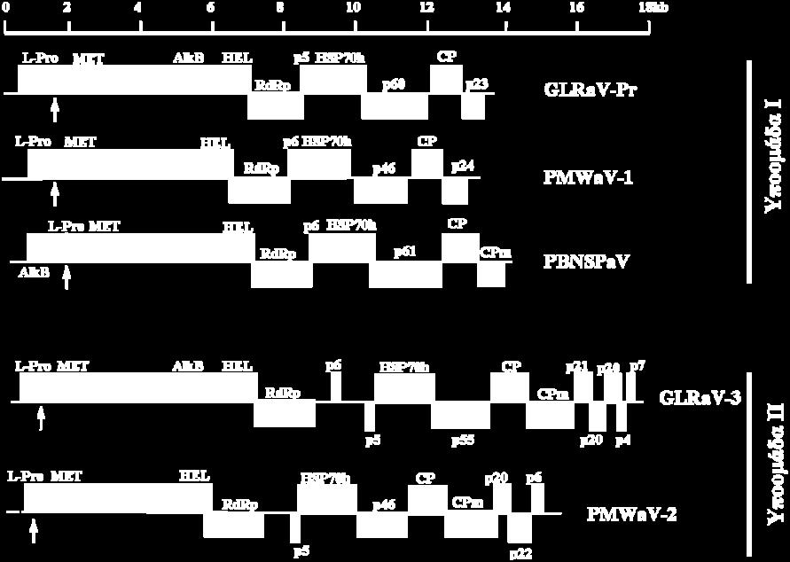 GLRaV-9 (κεφ. 2). Όλοι οι ιοί-μέλη αυτής της γενεαλογίας (υποομάδα I, Εικ. 3.