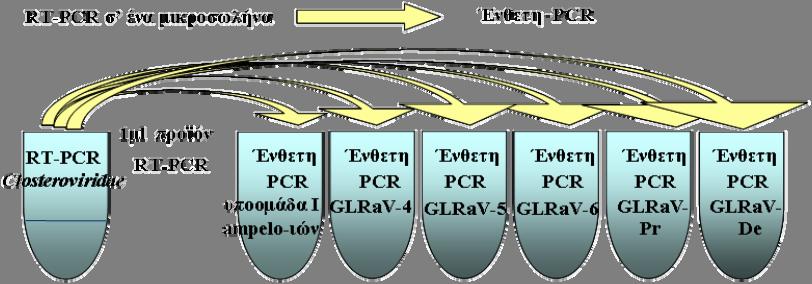 Κεφ. 4. Γενική και ειδική ανίχνευση ampelo-ιών της υποομάδας Ι Buffer, Finnzymes, Finland), 0.