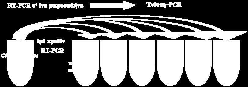 Netherlands), 0,8 μονάδες AMV αντίστροφη μεταγραφάση (Avian Myeloblastosis Virus Reverse Transcriptase, Finnzymes, Finland) και 1,5 μονάδες Platinum Taq DNA πολυμεράση (Invitrogen, The Netherlands).