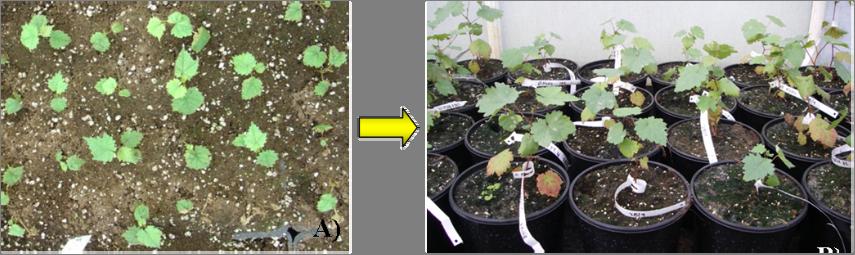 Κεφ. 5. Εξυγίανση ποικιλιών αμπέλου από τους GLRaV-Pr και GRSPaV μεριστωμάτων και των βλαστικών κορυφών αλλά και στα φυτάρια που εξήλθαν από τις in vitro συνθήκες. Πίνακας 5.3.