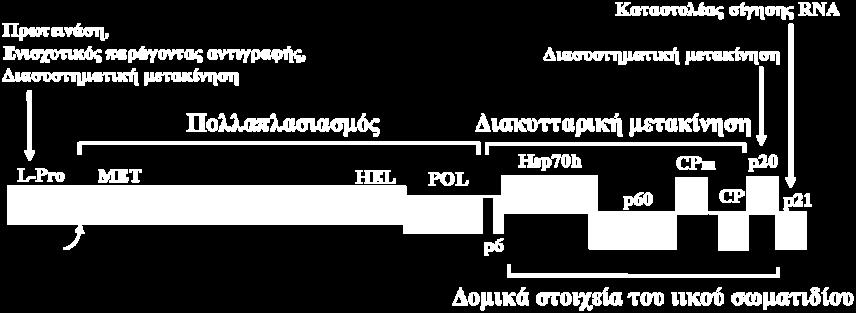 Ορισμένοι clostero-ιοί (CTV, GLRaV-2) κωδικοποιούν δύο πρωτεάσες που πιθανώς εξελίχτηκαν μέσω διπλασιασμού του γονιδίου. Εικόνα 1.3.