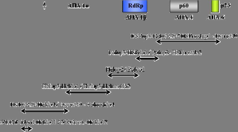 2), τα οποία χαρακτηρίστηκαν ως 1α, 1β, και 2 έως 6 ακολουθώντας την ονοματολογία που χρησιμοποιήθηκε στον BYV, τον πρώτο πλήρως αλληλουχημένο clostero-ιό