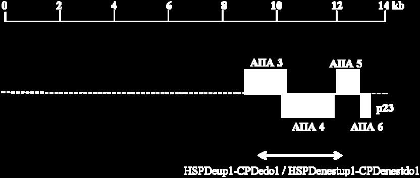 319 νουκλεοτιδίων η οποία κατατέθηκε στην EMBL-EBI με κωδικό πρόσβασης AM494935 (βλέπε παράρτημα ΙΙ). Η αλληλουχία αυτή κωδικοποιεί τέσσερα ΑΠΑ (Εικ. 3.