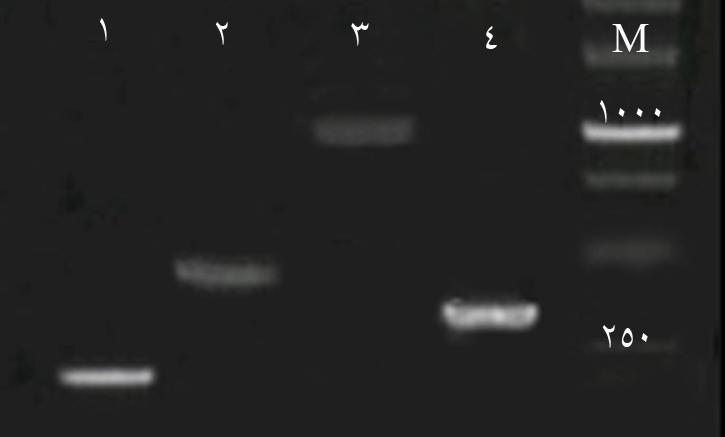 دوره ۱۲ شماره ۲ تابستان ۱۳۸۸ مجله علوم پزشكي مدرس : ا سيبشناسي زيستي (2000 (Invitrogen) (Lipofectamine طبق برنامه شركت توليدكننده انجام شد.