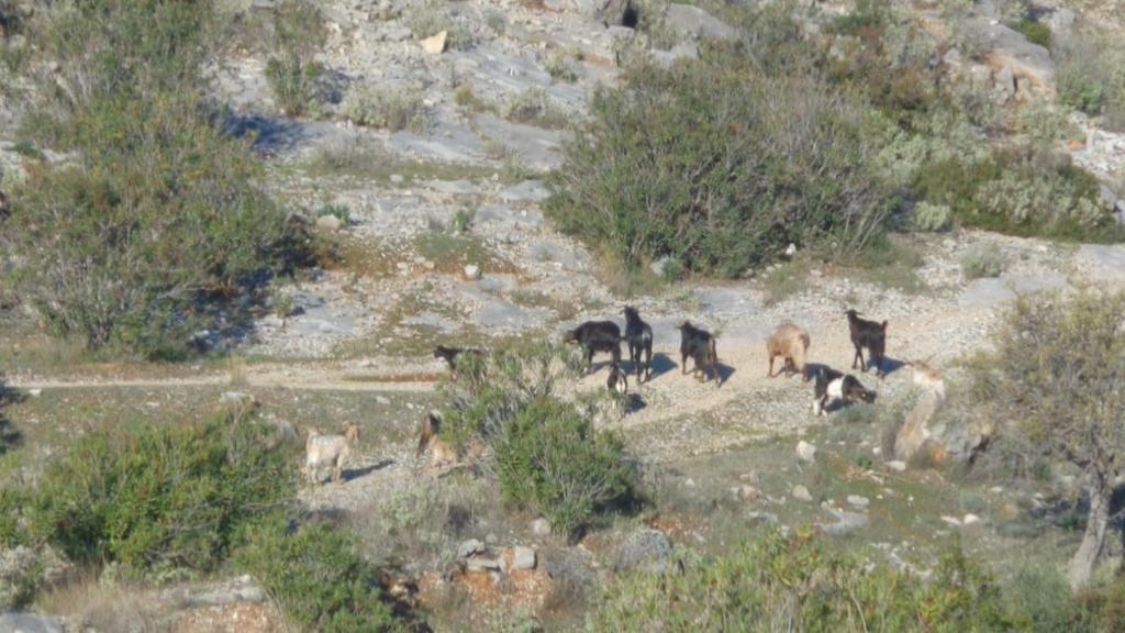 Εικόνα 4: Γίδια που βόσκουν σε αραιό θαμνώνα στην