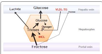 Η φρουκτόζη στο ηπατοκύτταρο θα μεταβολιστεί κατά 50% σε γλυκόζη, κατά 25% σε γαλακτικό οξύ, και κατά