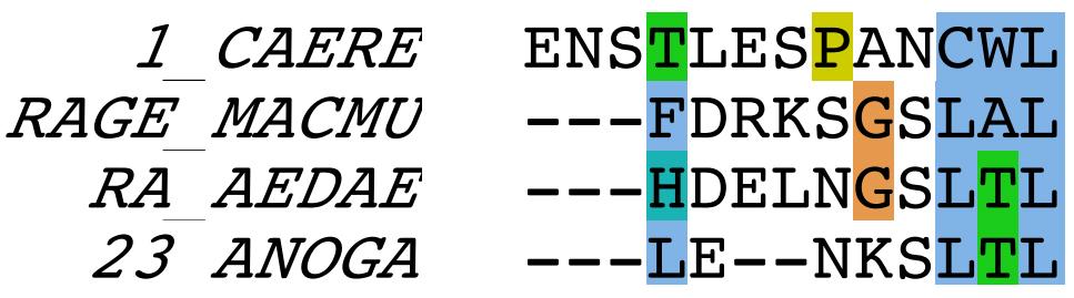 Πολλαπλή Στοίχιση Αλληλουχιών Multiple Alignment: Στοίχιση 3+ αλληλουχιών Η