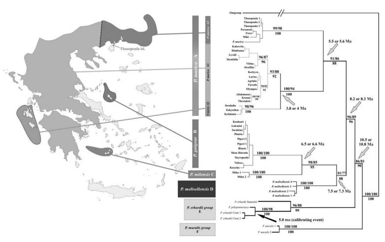 The Balkan Wall Lizard Poulakakis et al.