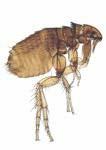 3.3.3.12 Σιφωνάπτερα (Ψύλλοι) (Siphonaptera: Fleas) Μικρά, άπτερα έντοµα µε σκληρό σώµα. Τα ακµαία είναι µυζητικά, εκτοπαράσιτα σε θερµόαιµα, φέρουν πηδητικούς πόδες.