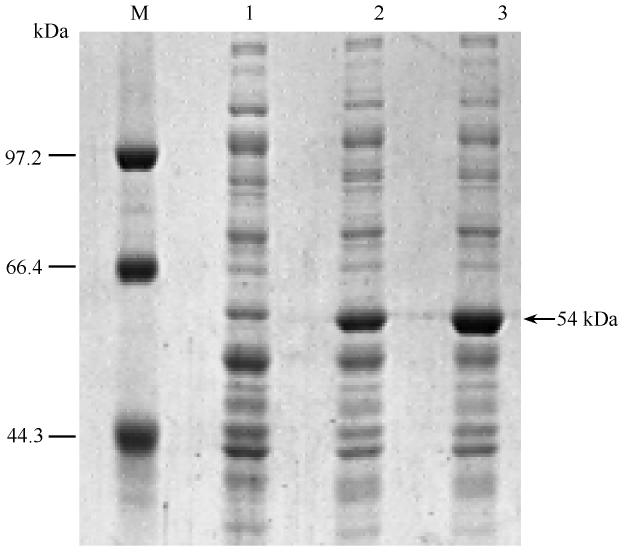 506 Longpan Tang et al. / Acta Microbiologica Sinica 2011 51 4 V S V T V S ml ΔA / Δt 1. 7 Bradford 16 1. 8 E. coli BL21 DE3 E. coli-wt E. coli-4 10% R-250 2 2. 1 glda-4 2. 3 4 glda-4 E. coli-wt E. coli-4 1133 bp PCR 1% 1.
