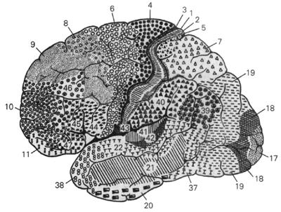 Cytoarchitectonic subdivisions of the cerebral cortex motor cortex