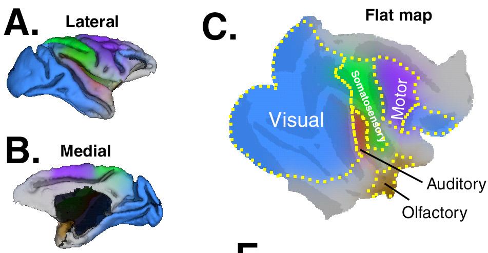 Macaque Cortex CORTEX: 52% visual, 10% somatosensory, 3% auditory, 8%