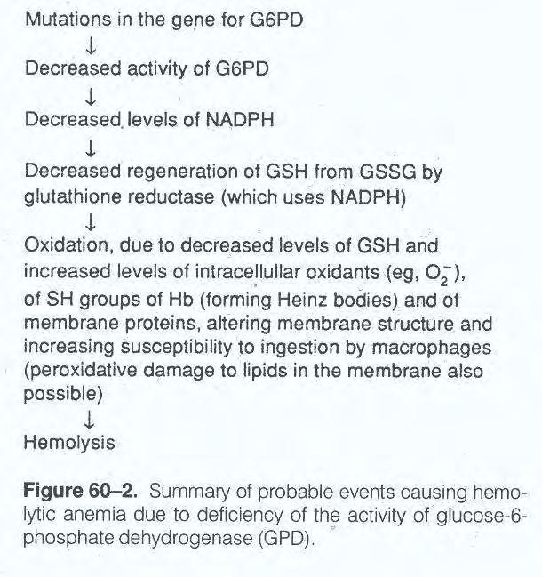 Σχήμα 2: Πιθανός μηχανισμός πρόκλησης αιμόλυσης σε άτομα με έλλειψη του ενζύμου G6PD (Murray RK 1993).