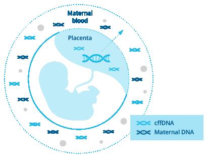 cfdna cfdna= cfmdna + cffdna cffdna= πλακουντιακό, ΟΧΙ εμβρυικό