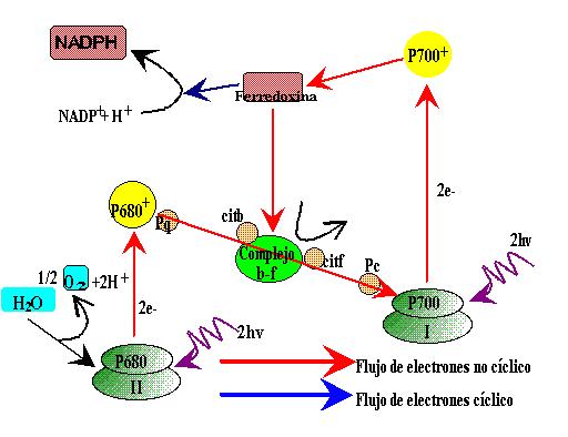 - Fase escura (biosíntética): na cal sintetízase materia orgánica a partir da inorgánica (CO2, N, S,...) Utilizando a enerxía química (ATP) e o poder redutor (NADPH) da fase anterior.