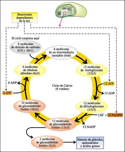 Por cada CO2 que se incorpora ao ciclo de Calvin, precísanse, dúas moléculas de NADPH + H+ e tres de ATP, polo tanto, para unha glicosa (seis átomos de