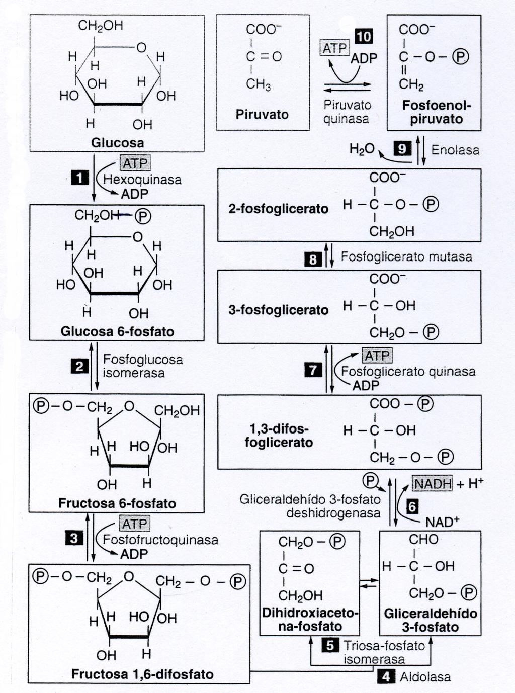 Amidón-------- Maltosas-------- glicosas Consiste na degradación dos azucres por oxidación. Consta de varias fases: Glicólise. Paso do Piruvato a Acetil CoA. Ciclo de Krebs.