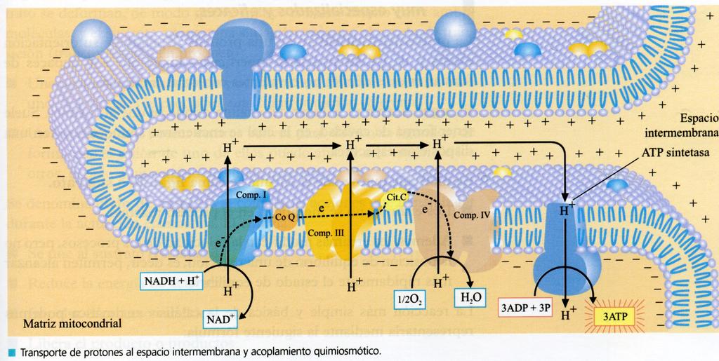 espazo intermembranal. Desta forma xérase un gradiente electroquímico de H+ (forza protonmotriz).