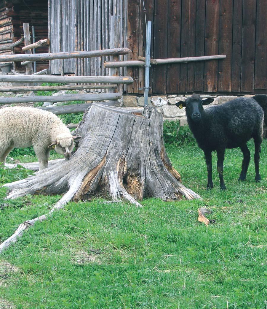 CHOV OVIEC a KÔZ Vydáva Zväz chovateľov oviec a kôz na Slovensku - družstvo pre priaznivcov chovu číslo 3 /