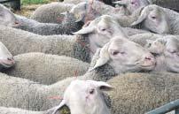 xxxxxx Nákupné trhy pre plemenné barany 2007 V roku 2007 Zväz chovateľov oviec a kôz na Slovensku družstvo