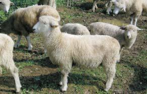 Tiež vidím budúcnosť týchto oviec vo využívaní na tzv. novozélandský spôsob chovu, založený na budovaní pastevných plôch s uplatnením permanentnej pastvy.