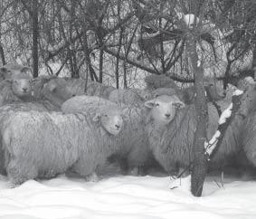 Výnimočné bolo aj to, že neboli majiteľmi oviec ale pásli ovce na tzv. kontrakt. Boli platení podľa množstva oviec v stáde alebo podľa plochy, ktorú ovce spásali.
