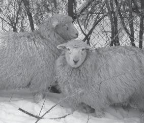V maršoch mali celú sieť prístreškov, ktoré slúžili pre nich alebo aj pre choré ovce. Údajne ich počet v oblasti bol 356 prístreškov. Plemenná kniha tohto plemena bola založená v roku 1897.