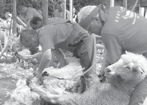 Poháre venoval do súťaže ZCHOK. Súťaž strihačov oviec Jedným z chovateľských úkonov, ktoré neoddeliteľne patria k chovu oviec je strihanie oviec.