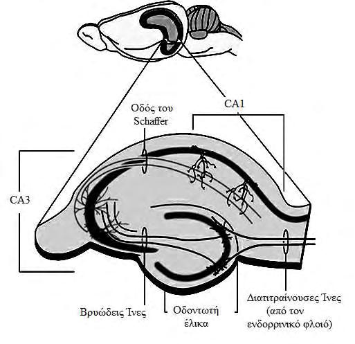 9 σύνδεση των κυττάρων των εν τω βάθει στοιβάδων του ενδορρινικού φλοιού με τις επιφανειακές στοιβάδες. Εικ.7. Το τρισυναπτικό κύκλωμα του ιπποκάμπου. Ο ιππόκαμπος προέρχεται από εγκέφαλο αρουραίου.