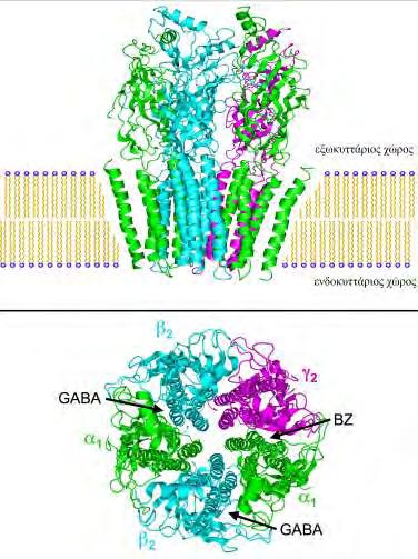 27 και GABA C ανήκουν στην κατηγορία των ιοντοτροπικών υποδοχέων, δηλαδή στους υποδοχείς οι οποίοι έχουν ενσωματωμένη στη μοριακή τους δομή δράση διαύλου ιόντων.