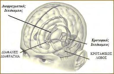 2 1.Ιππόκαμπος Ο ιππόκαμπος είναι δομή του εγκεφάλου η οποία ανήκει στο μεταιχμιακό σύστημα.