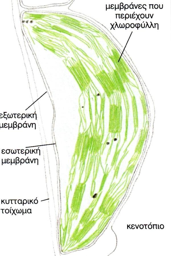 Μεγάλα πράςινα οργανίδια των κυττάρων φυτϊν και αλγϊν Στοίβεσ μεμβρανϊν που περιζχουν πράςινθ χρωςτικι (χλωροφφλλθ) Κάνουν