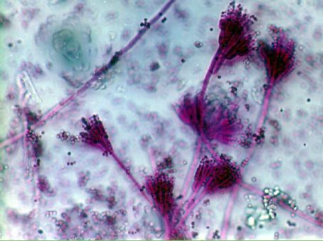 Penicillium