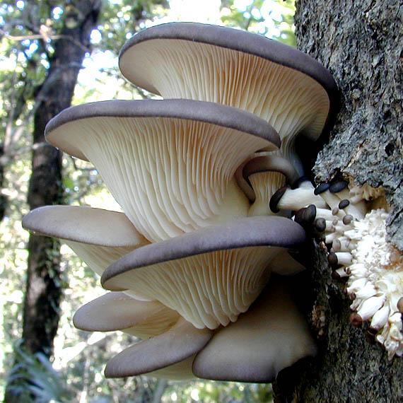 Pleurotus