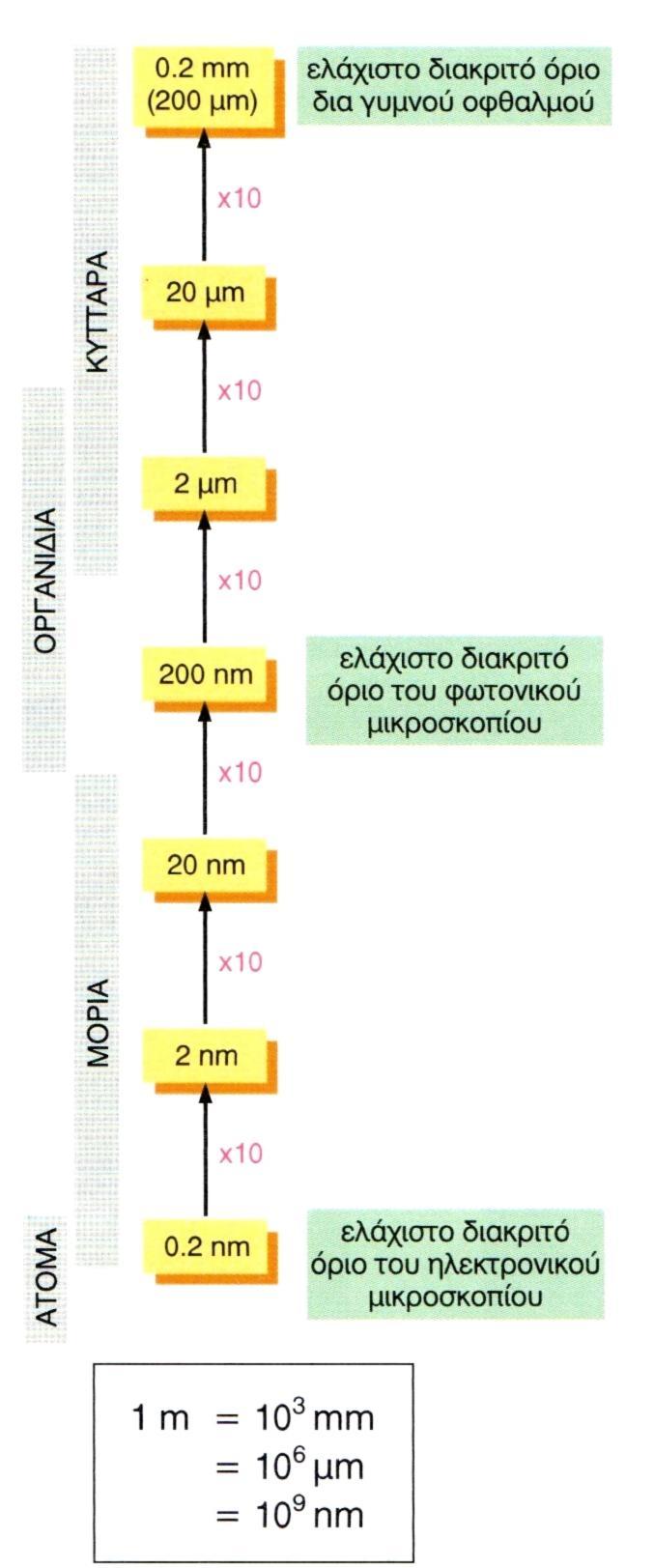 Μικροςκόπιο Φωτονικό μικροςκόπιο: το 1665 ο Robert Hook εξζταςε με μικροςκόπιο φελλό και είδε ότι αποτελείται από καλάμουσ που ονόμαςε