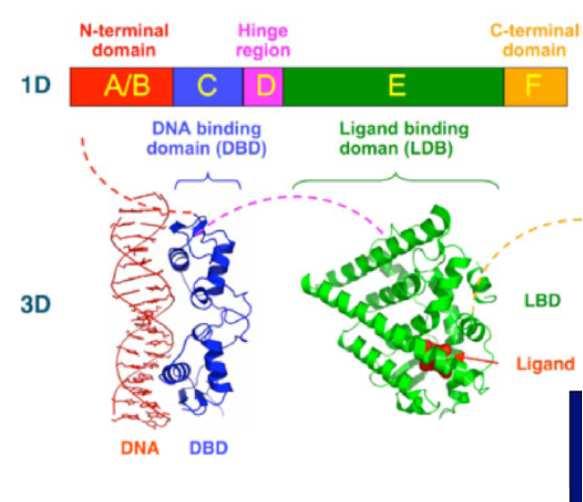 ESTRGENI REEPTR (ER) N-terminalni deo -terminalni deo DNK - vezivno mesto (DBD) Ligand - vezivno mesto (LBD) LBD Ligand DNK DBD estradiol se vezuje za receptor